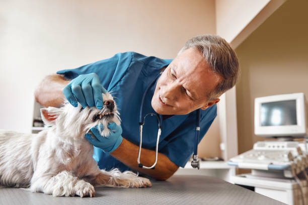 Best Emergency Tooth Extraction in Dowagiac, MI